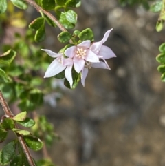 Boronia algida (Alpine Boronia) at Wog Wog, NSW - 28 Sep 2023 by NedJohnston