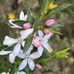 Philotheca myoporoides (Long-leaf Wax-Flower) at Wog Wog, NSW - 28 Sep 2023 by NedJohnston