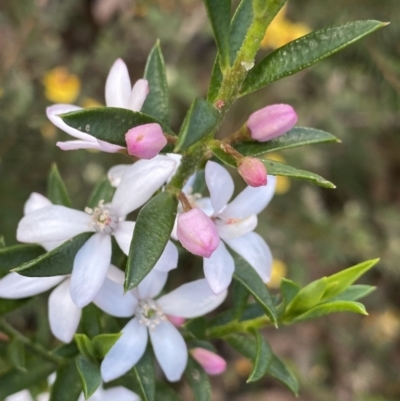 Philotheca myoporoides (Long-leaf Wax-Flower) at Wog Wog, NSW - 27 Sep 2023 by Ned_Johnston