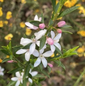 Philotheca myoporoides at Wog Wog, NSW - 28 Sep 2023 09:14 AM