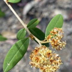 Pomaderris andromedifolia subsp. andromedifolia (Andromeda Pomaderris) at Wog Wog, NSW - 28 Sep 2023 by NedJohnston