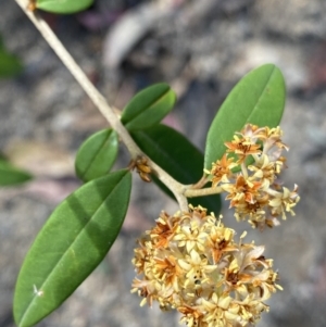 Pomaderris andromedifolia subsp. andromedifolia at Wog Wog, NSW - 28 Sep 2023 09:14 AM