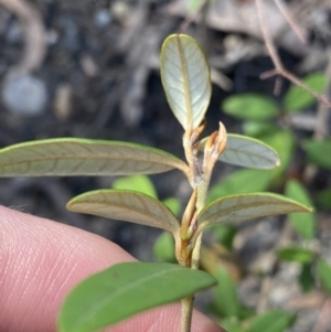 Pomaderris andromedifolia subsp. andromedifolia at Wog Wog, NSW - 28 Sep 2023 09:14 AM