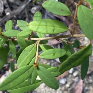 Pomaderris andromedifolia subsp. andromedifolia at Wog Wog, NSW - 28 Sep 2023 09:14 AM