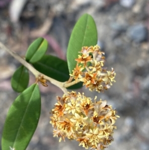 Pomaderris andromedifolia subsp. andromedifolia at Wog Wog, NSW - 28 Sep 2023 09:14 AM