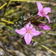 Boronia barkeriana (Barker's Boronia) at Wog Wog, NSW - 28 Sep 2023 by NedJohnston