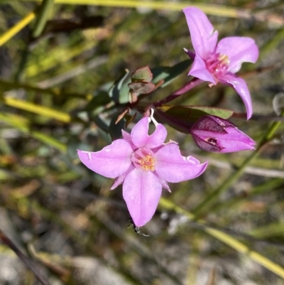 Boronia barkeriana (Barker's Boronia) at Wog Wog, NSW - 28 Sep 2023 by NedJohnston