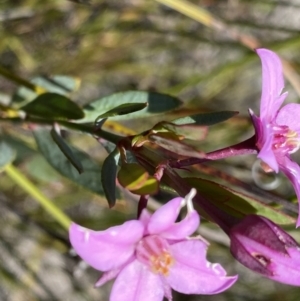 Boronia barkeriana at Wog Wog, NSW - 28 Sep 2023