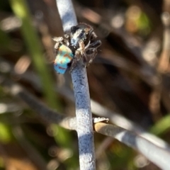 Maratus amabilis (Amiable Peacock Spider) at Wog Wog, NSW - 28 Sep 2023 by Ned_Johnston