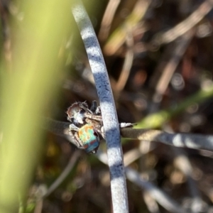 Maratus amabilis at Wog Wog, NSW - 28 Sep 2023 10:10 AM