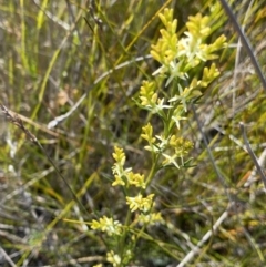 Symphionema paludosum at Wog Wog, NSW - 28 Sep 2023 by Ned_Johnston