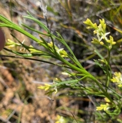 Symphionema paludosum at Wog Wog, NSW - 28 Sep 2023 10:25 AM