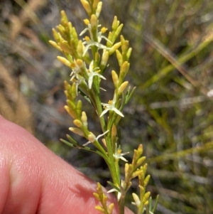 Symphionema paludosum at Wog Wog, NSW - 28 Sep 2023 10:25 AM