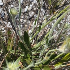 Goodenia glomerata at Gundary, NSW - 28 Sep 2023 11:26 AM