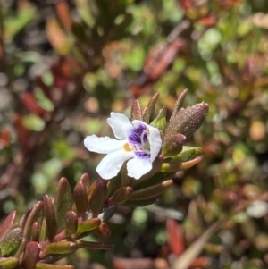 Prostanthera saxicola var. montana at Wog Wog, NSW - 28 Sep 2023