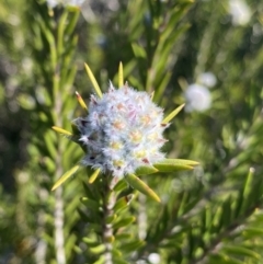 Unidentified Pea at Wog Wog, NSW - 28 Sep 2023 by Ned_Johnston