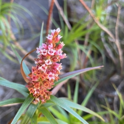 Dracophyllum secundum at Wog Wog, NSW - 28 Sep 2023 by NedJohnston