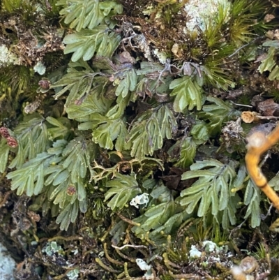 Hymenophyllum cupressiforme (Common Filmy Fern) at Wog Wog, NSW - 28 Sep 2023 by Ned_Johnston