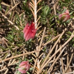 Darwinia taxifolia subsp. macrolaena at Wog Wog, NSW - 28 Sep 2023 by Ned_Johnston