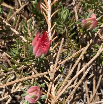 Darwinia taxifolia subsp. macrolaena at Wog Wog, NSW - 28 Sep 2023 by NedJohnston