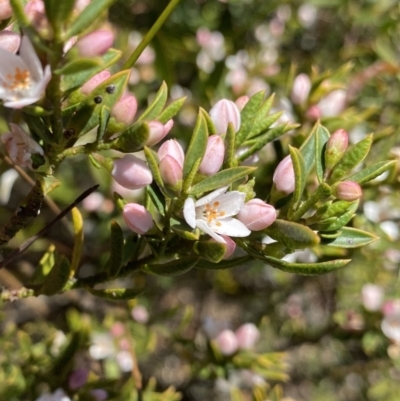 Philotheca myoporoides (Long-leaf Wax-Flower) at Wog Wog, NSW - 28 Sep 2023 by NedJohnston