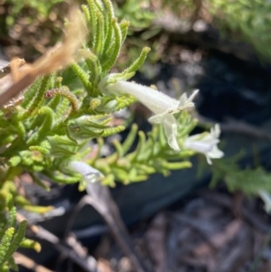 Chloanthes stoechadis at Wog Wog, NSW - 28 Sep 2023 12:32 PM