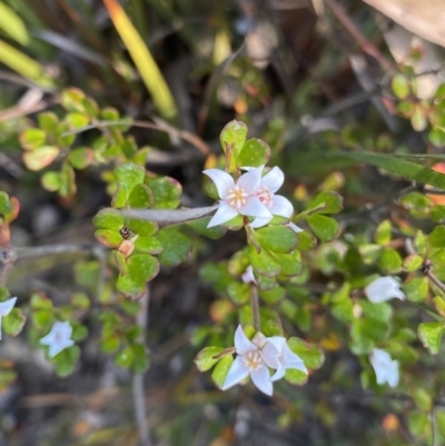 Boronia algida (Alpine Boronia) at Wog Wog, NSW - 28 Sep 2023 by NedJohnston
