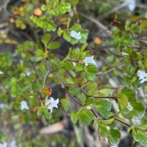 Boronia algida at Wog Wog, NSW - suppressed