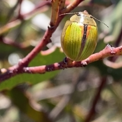 Paropsisterna hectica (A leaf beetle) at Wog Wog, NSW - 28 Sep 2023 by NedJohnston