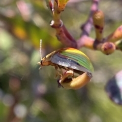 Paropsisterna hectica at Wog Wog, NSW - 28 Sep 2023 12:40 PM