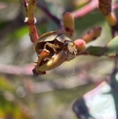 Paropsisterna hectica at Wog Wog, NSW - 28 Sep 2023 12:40 PM