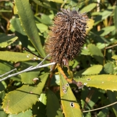 Banksia paludosa (Swamp Banksia) at Wog Wog, NSW - 28 Sep 2023 by NedJohnston