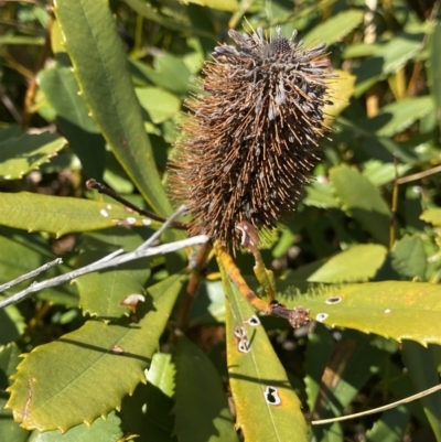 Banksia paludosa (Swamp Banksia) at Wog Wog, NSW - 28 Sep 2023 by NedJohnston