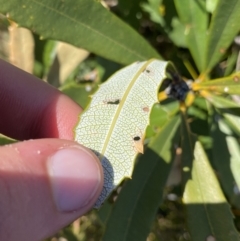 Banksia paludosa at Wog Wog, NSW - 28 Sep 2023 12:47 PM