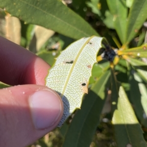 Banksia paludosa at Wog Wog, NSW - 28 Sep 2023