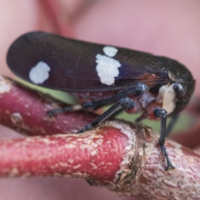 Eurymela distincta (Gumtree leafhopper) at Bobundara, NSW - 27 Sep 2023 by AlisonMilton