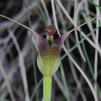 Pterostylis pedunculata (Maroonhood) at Paddys River, ACT - 29 Sep 2023 by JohnBundock