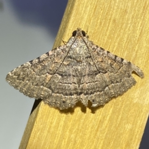 Diatenes aglossoides at Jerrabomberra, NSW - 29 Sep 2023