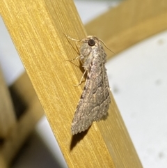 Diatenes aglossoides at Jerrabomberra, NSW - 29 Sep 2023