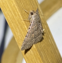 Diatenes aglossoides at Jerrabomberra, NSW - 29 Sep 2023