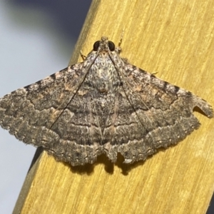 Diatenes aglossoides at Jerrabomberra, NSW - 29 Sep 2023