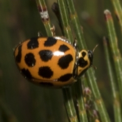 Harmonia conformis (Common Spotted Ladybird) at Bombala, NSW - 27 Sep 2023 by AlisonMilton