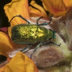 Diphucephala elegans (Green scarab beetle) at Endeavour Reserve (Bombala) - 27 Sep 2023 by AlisonMilton