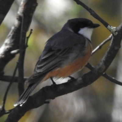 Pachycephala rufiventris (Rufous Whistler) at Paddys River, ACT - 29 Sep 2023 by JohnBundock