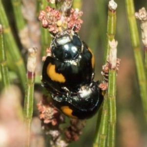 Orcus bilunulatus at Bombala, NSW - 27 Sep 2023