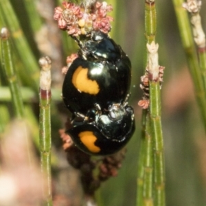 Orcus bilunulatus at Bombala, NSW - 27 Sep 2023