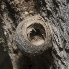 Limacodidae (family) (A cup moth) at Merriangaah, NSW - 27 Sep 2023 by AlisonMilton