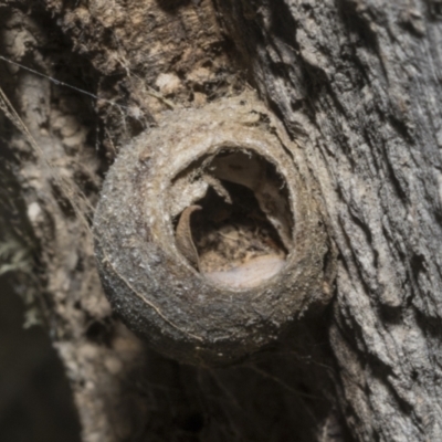 Limacodidae (family) (A cup moth) at Merriangaah, NSW - 27 Sep 2023 by AlisonMilton