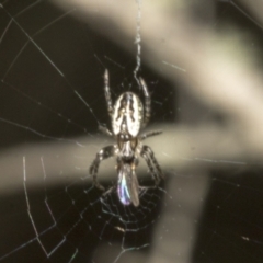 Plebs bradleyi (Enamelled spider) at Meringo Nature Reserve - 27 Sep 2023 by AlisonMilton