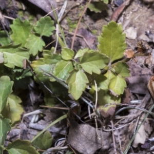 Veronica plebeia at Merriangaah, NSW - 27 Sep 2023 11:07 AM